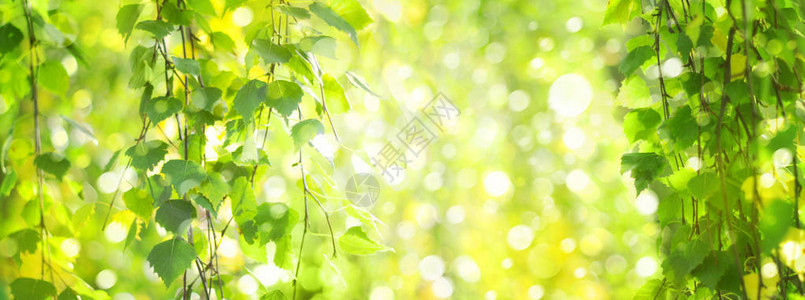 绿灯叶树枝绿色bokeh背景图片