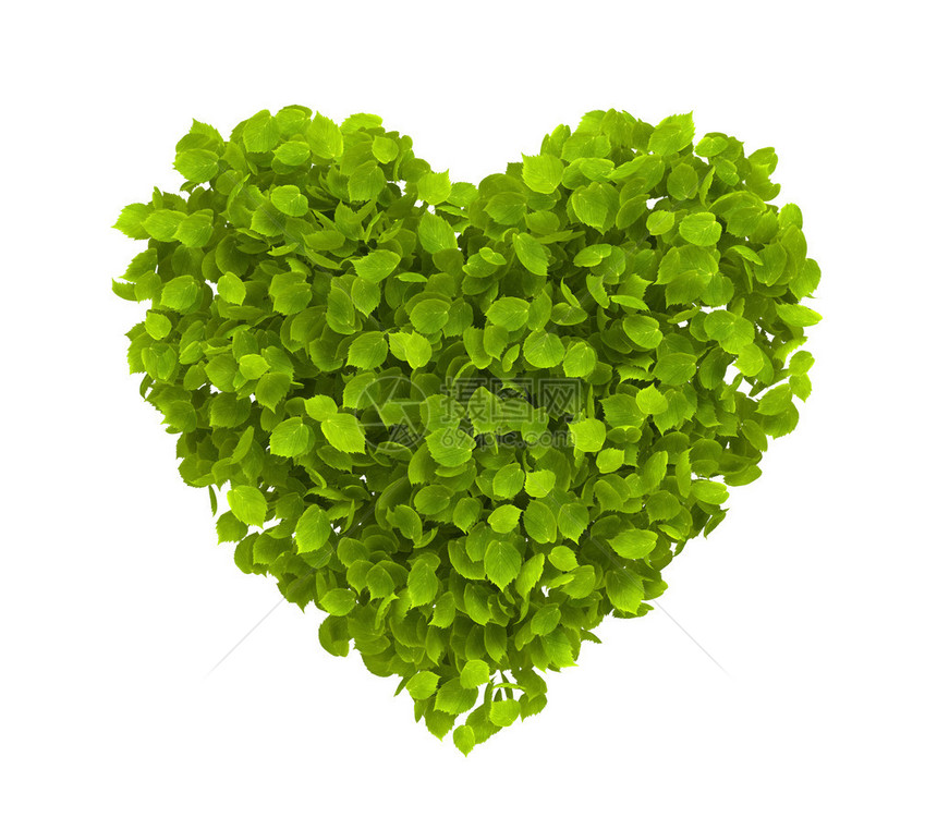 绿色叶子的心形在白生态概念图片