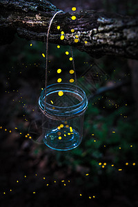 萤虫从挂在森林树上图片