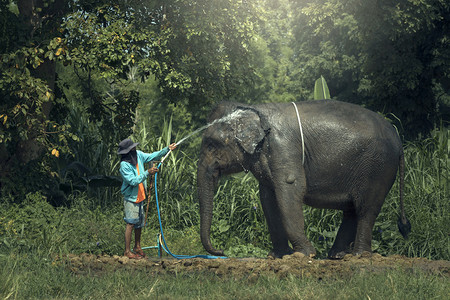 亚洲人Mahout沐浴大象图片