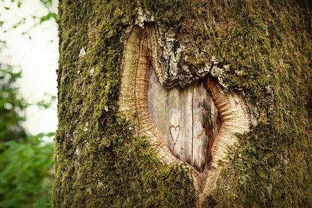 古树皮中的自然心脏形状小心刻图片