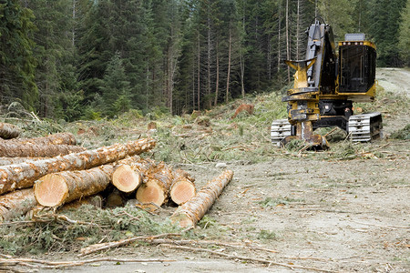 伐木作业中新切割的木材和挖图片