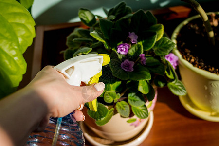 年轻的女商人在花盆里喷洒植物照顾室内植物的女人在家照顾植物的女人图片