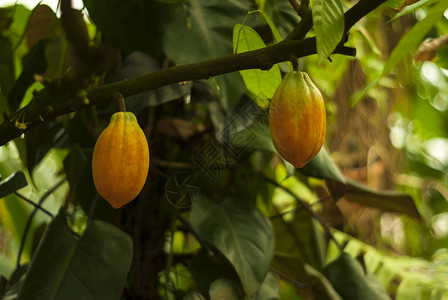 伽俚果两棵几乎熟的可树cacao树果背景