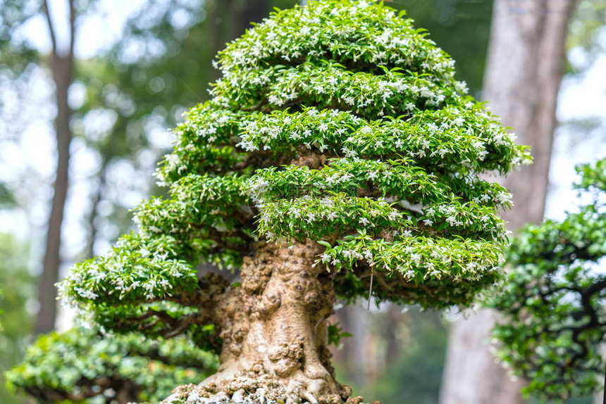 茶盆或干叶形状的托盘工厂中的绿果树是成形工匠图片