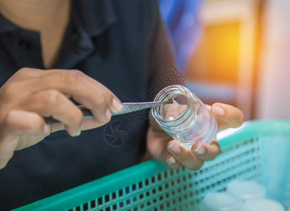 科学家生女孩生物技术使用镊子在实验室瓶中进行小块图片