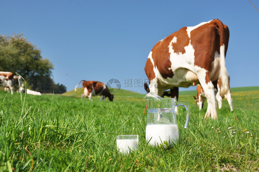 牛和一罐牛奶瑞士埃蒙塔尔地区图片