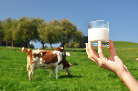 一杯牛奶对抗牛群瑞士埃蒙塔尔地区高清图片