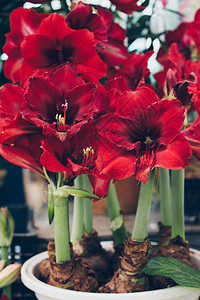 鲜花市场上盛开的朱顶红背景图片