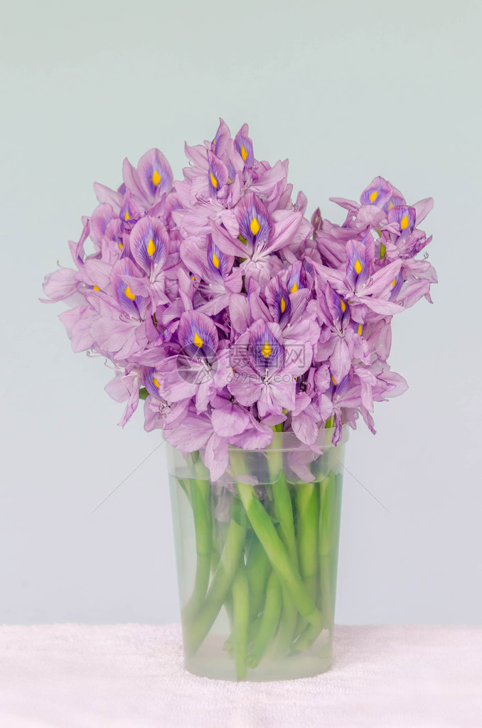 玻璃花瓶中的紫色水葫芦花图片