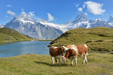 阿尔卑斯山草原的牛群瑞图片