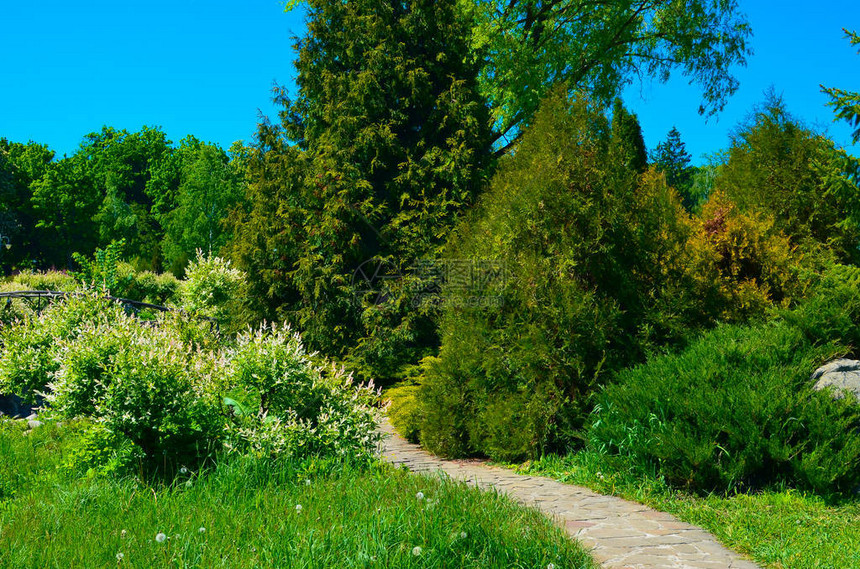 春天自然美丽的景观绿草和绿树公园图片