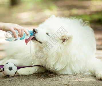 白色蓬松萨摩耶狗户外饮用水图片