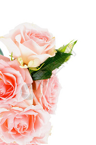 白色背景的美容粉红玫瑰花与叶图片