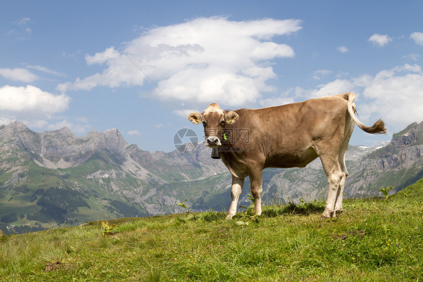 瑞士母牛在图片