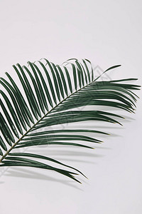 白色表面的棕榈树背景图片