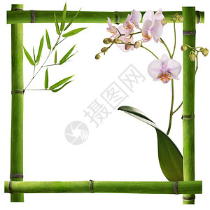 来自绿竹根和兰花的方格框架白图片
