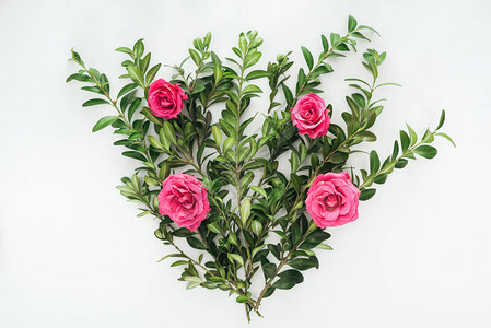 白底有粉红玫瑰和绿箱木的花朵组图片