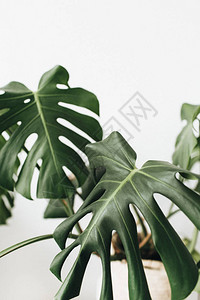 热带植物怪兽在白底花盆中最图片