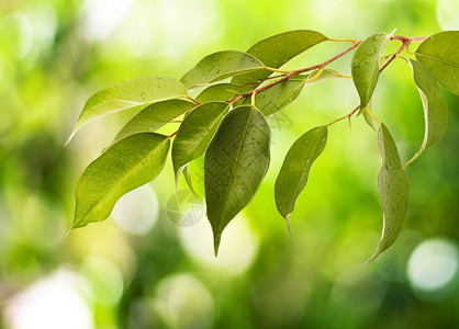 植物背景上的绿叶图片