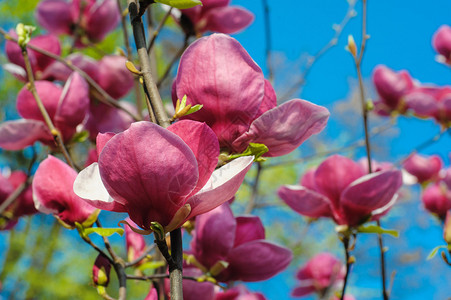 春季植物园紫花玉兰近景图片