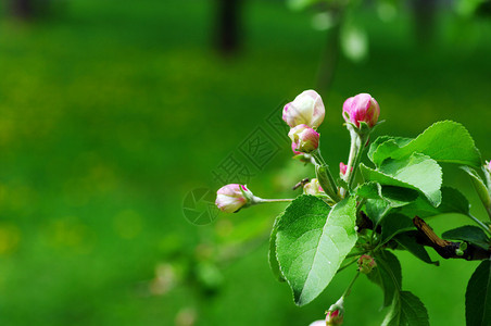 开花的苹果树苹果花特写图片