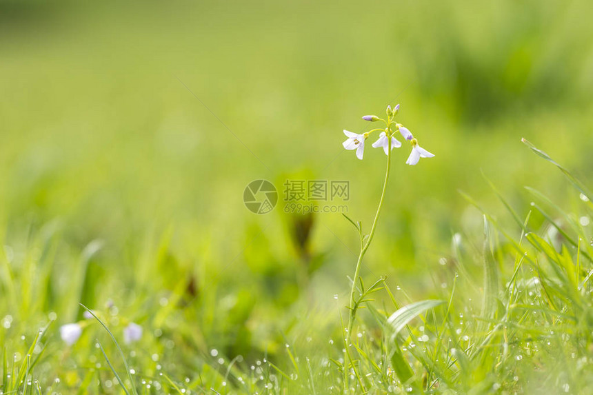 杜鹃花图片