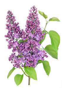 紫春丁香孤立枝叶图片