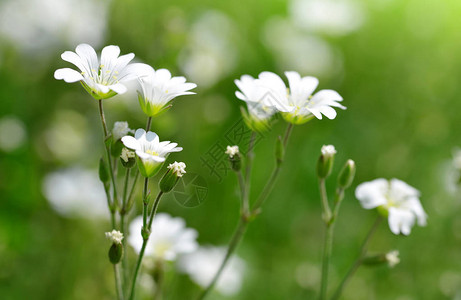 草地上的小白花繁缕或Cerastiumarvense图片