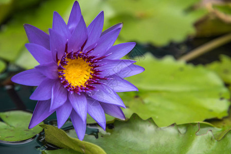白色和紫色的花朵Lotus图片