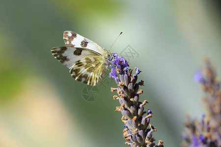 拉那迪埃一只东浴白色的蝴蝶庞蒂亚埃杜萨在草原上用紫色熏衣裙或拉万杜拉花进背景