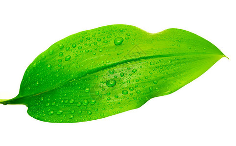 绿叶与白色背景上的水滴图片