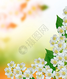 白色茉莉花枝条娇嫩的春花图片