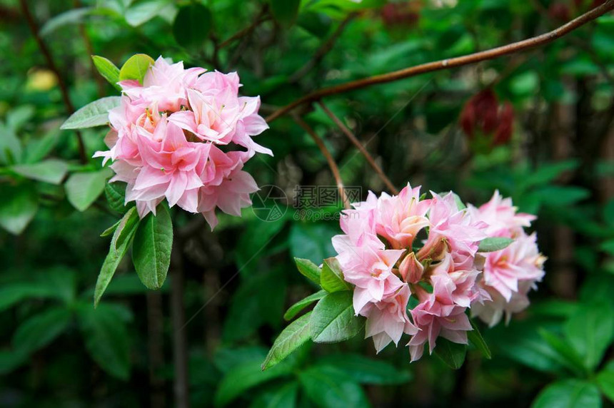 杜鹃花杜鹃花图片