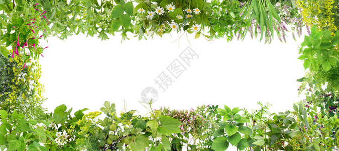 绿色横幅从植物中拼贴的拼图框架图片