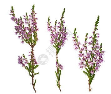 白色背景的紫色花朵被图片