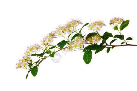 春天的树枝花朵被白色背景隔离图片