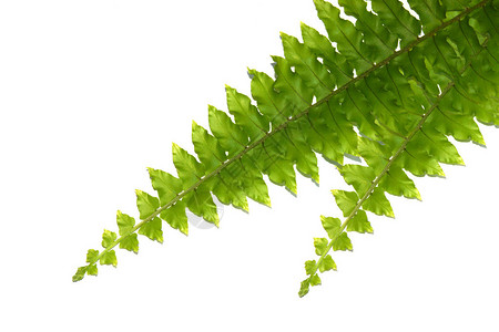 蕨类植物的绿叶被白色隔离图片