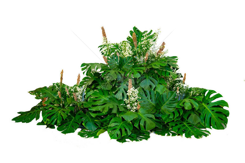 现代设计中使用的怪物叶子热带叶子植物灌木插花图片