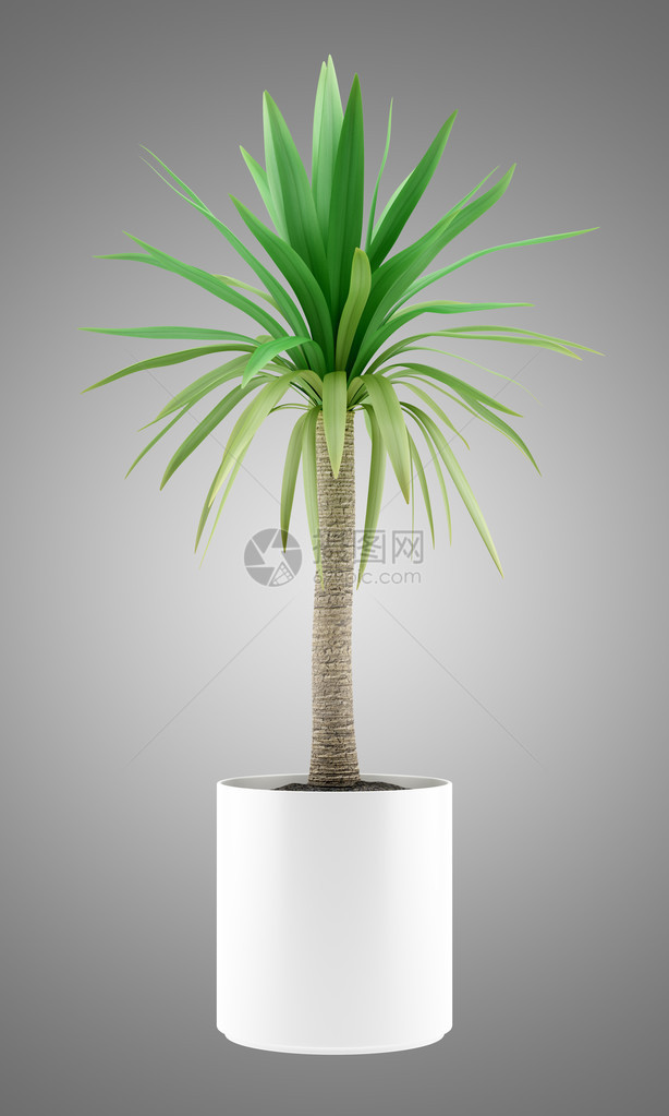 灰色背景上孤立的盆栽棕榈树图片