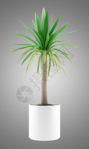 灰色背景上孤立的盆栽棕榈树图片