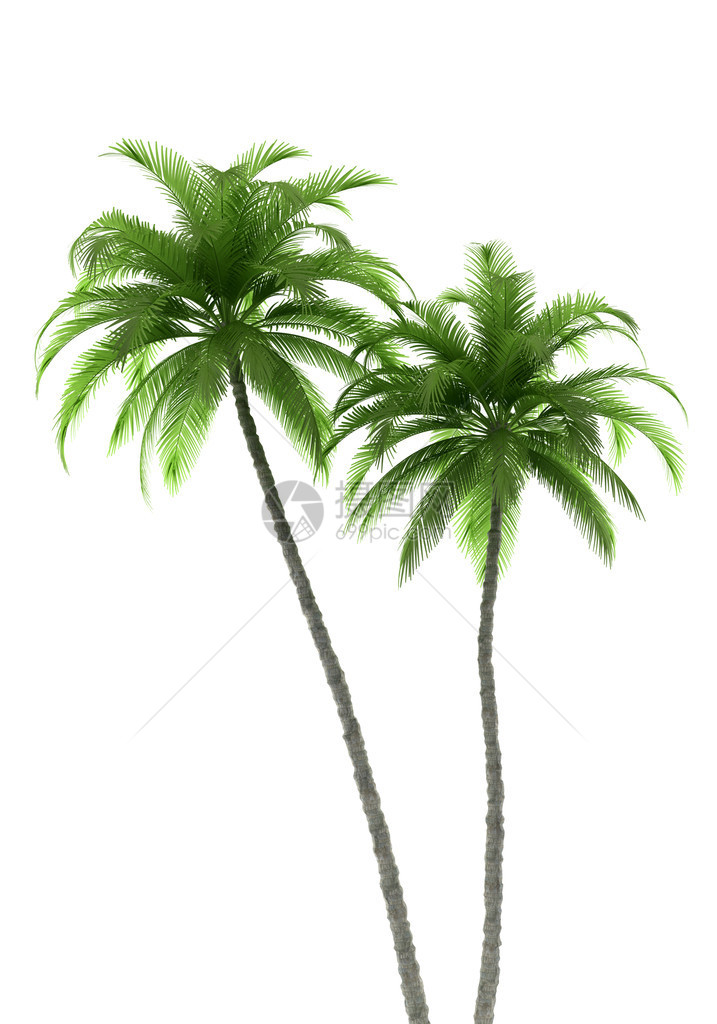两棵棕榈树在白背景与图片