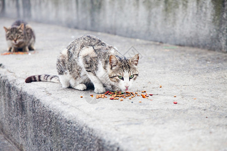 野猫在楼梯上吃猫粮图片