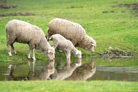 绵羊和羔羊饮用水图片