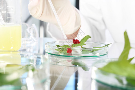 生物技术学家在实验室中检查植物样品图片