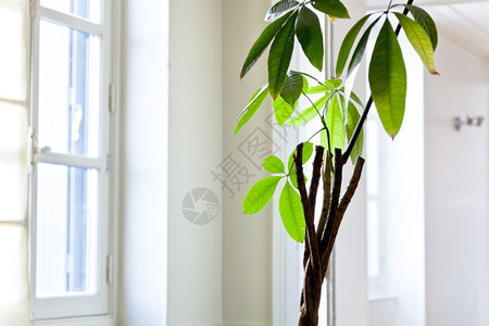 白色公寓的室内植物绿叶背景图片