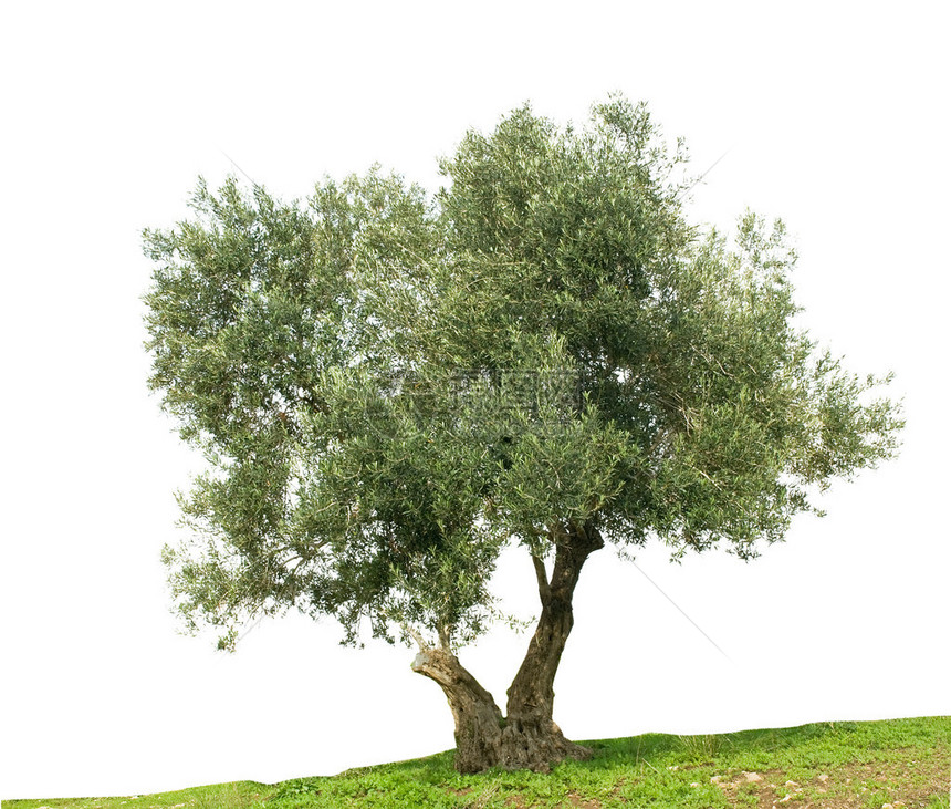 孤立在白色上的橄榄树图片
