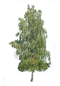 Birch树白背背景图片