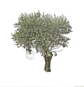 孤立在白色背景上的橄榄树背景图片