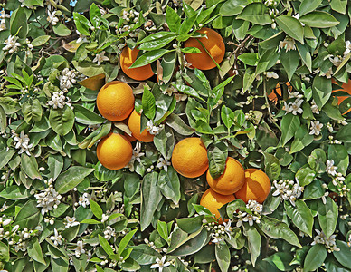橙子和花图片